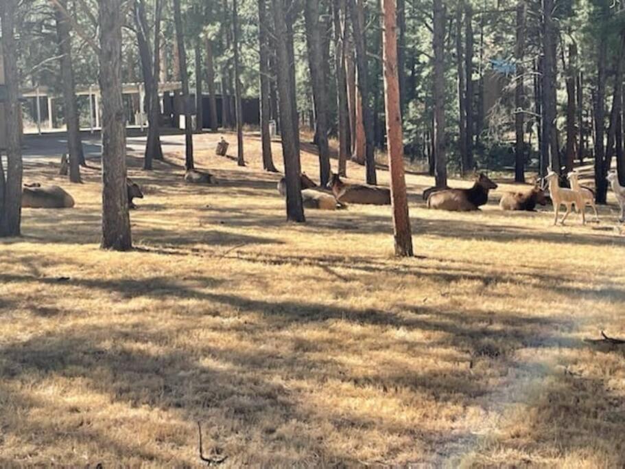 Perk Canyon Hidden Acres-Hot Tub-Gas Fireplace Ruidoso Luaran gambar